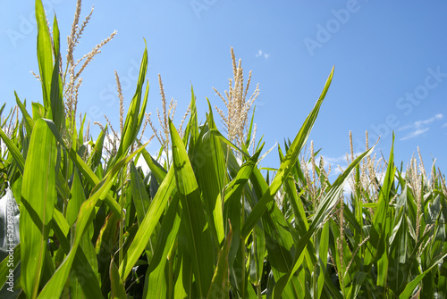 Particolare campo di grano con clelo e nuvole 1