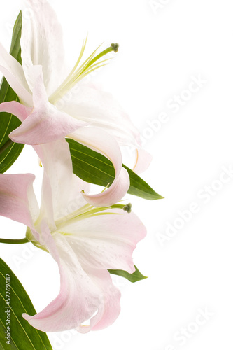 Fototapeta Naklejka Na Ścianę i Meble -  Lily.