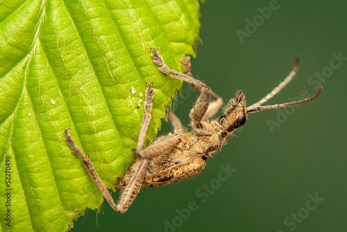 Rhagium inquisitor photo