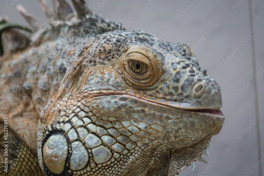 Fototapeta premium Iguana