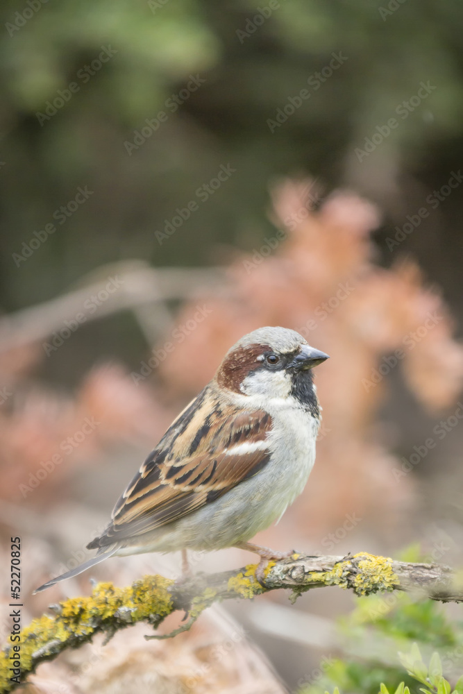 Wild House Sparrow Uk Wild House Sparrow Uk