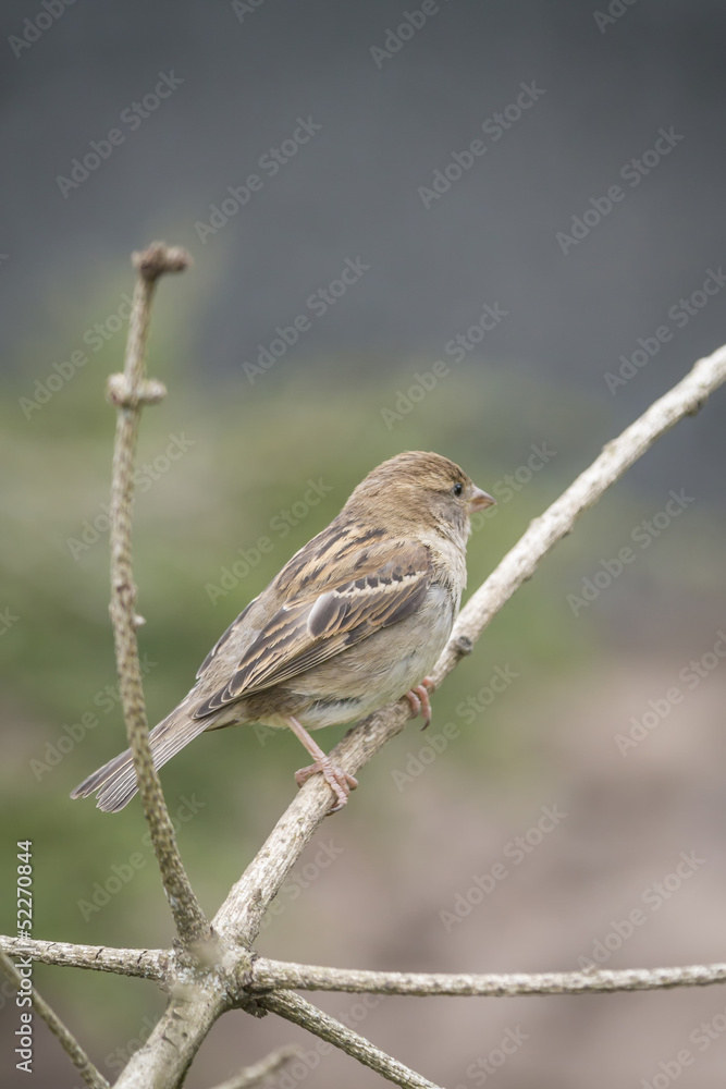 Sparrow Sparrow