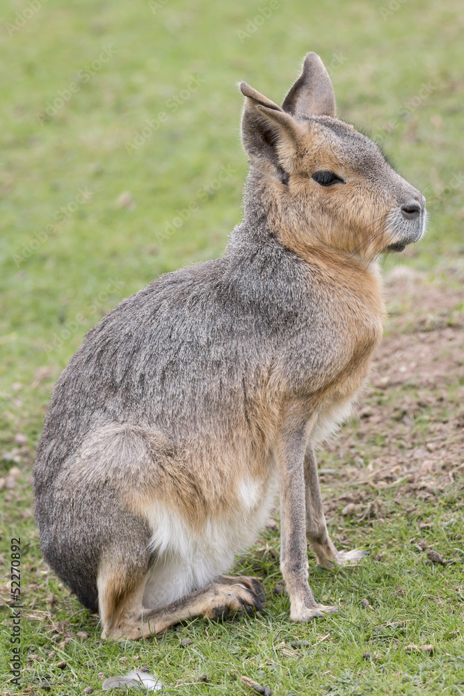 Wallaby Wallaby