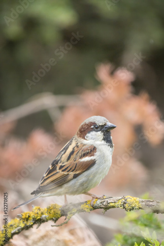 Wild House Sparrow Uk