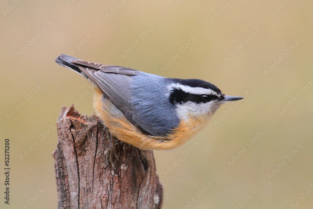 Fototapeta premium Red-breasted Nuthatch On A Perch