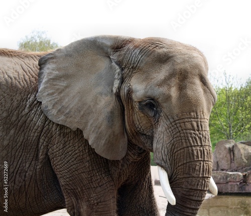 Fototapeta Naklejka Na Ścianę i Meble -  Elephant