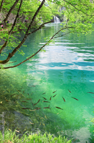 Fish in pure transparent water of Plitvice lakes