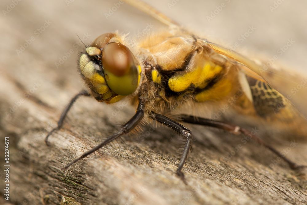 Libellula quadrimaculata Libellula quadrimaculata