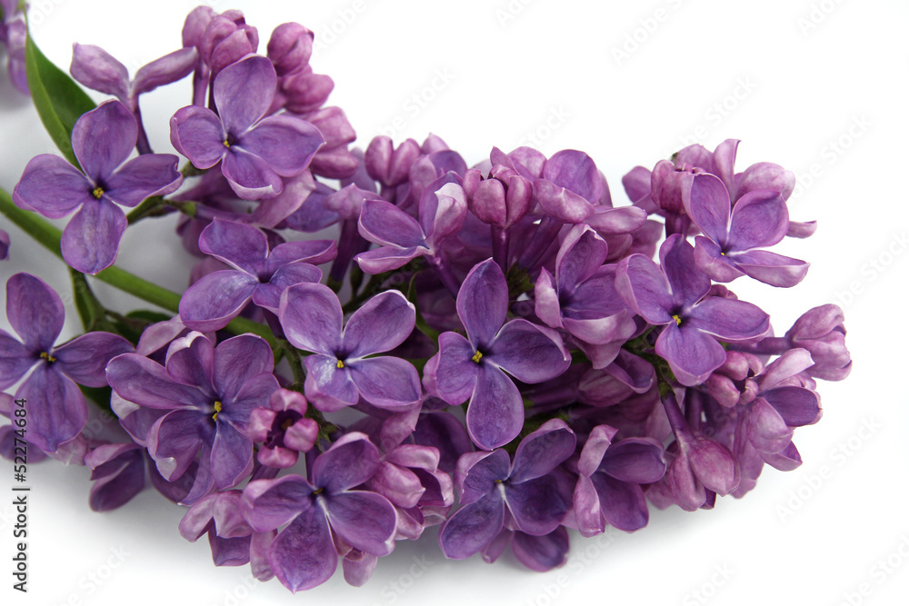 beautiful lilac flowers on white