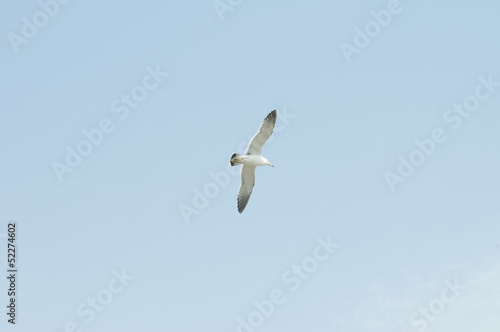 seagull, against, the sky photo