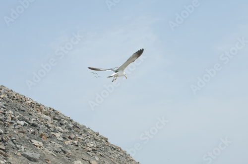 seagull, against, the sky