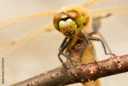 Libellula quadrimaculata