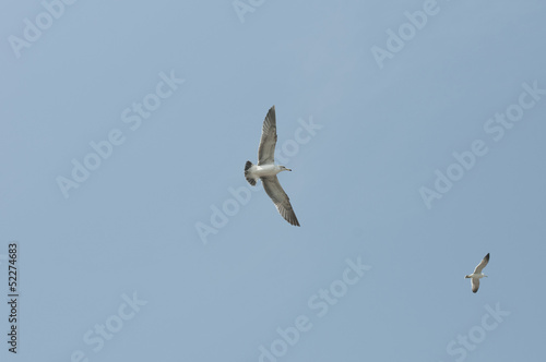 seagull, against, the sky