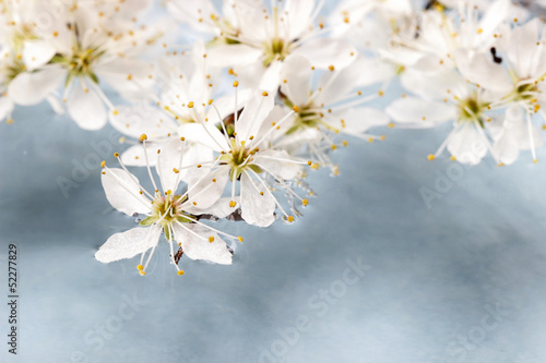 Cherry blossom on water  blue background. Copy space  very selec