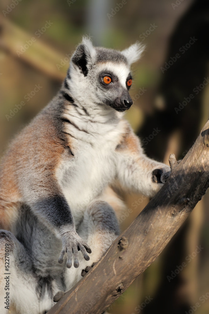 Obraz premium Lemur