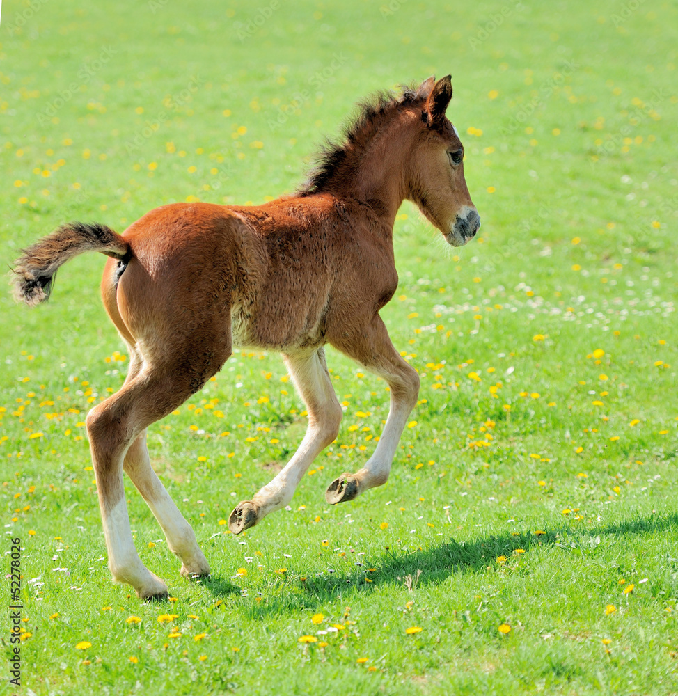 Fototapeta premium Horse