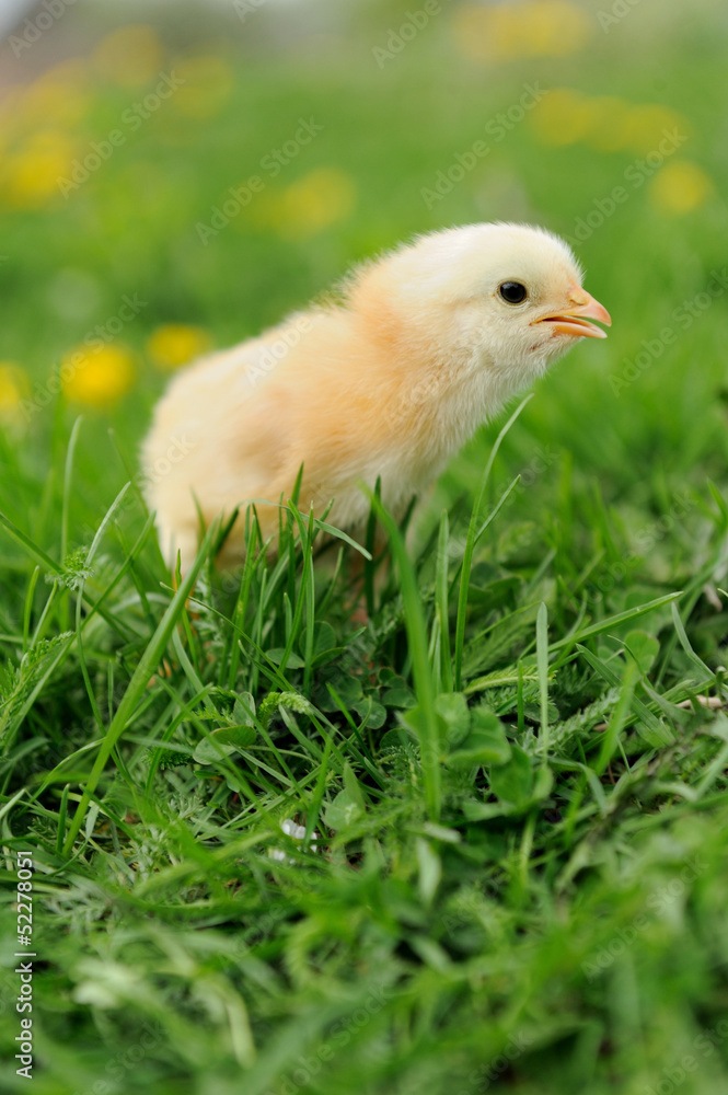 Little chicken Little chicken