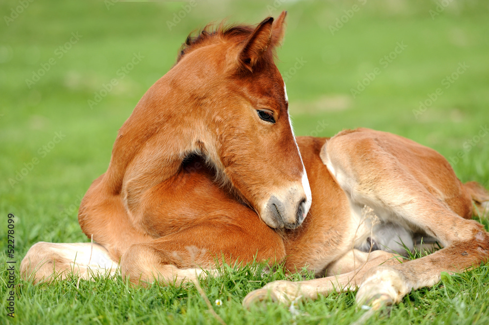 Horse on a meadow