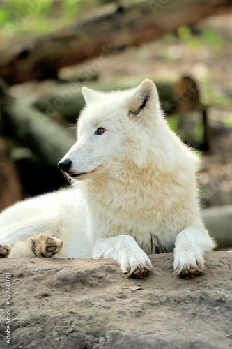 White wolf © byrdyak