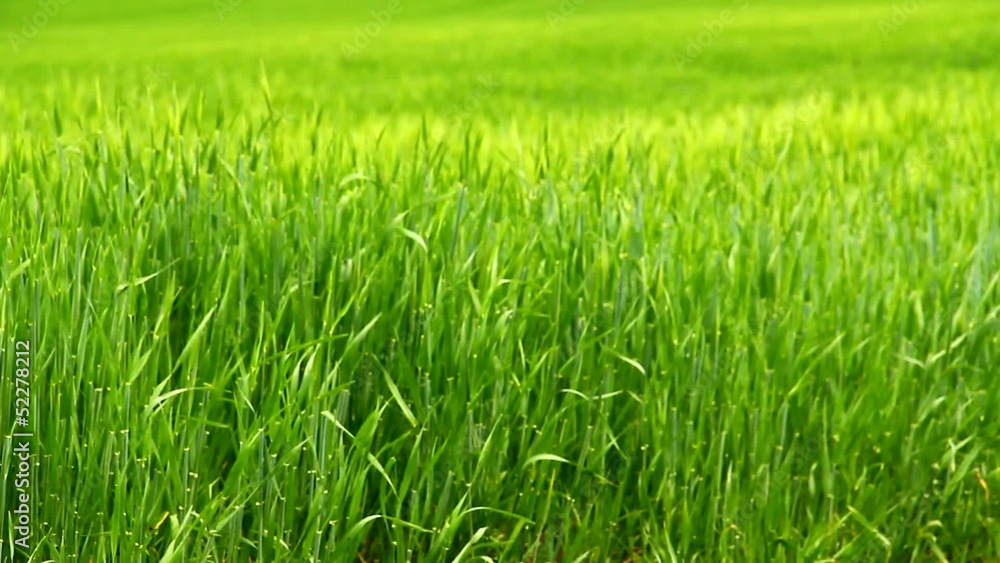 Young barley on the field in early spring. Young barley on the field in early spring.