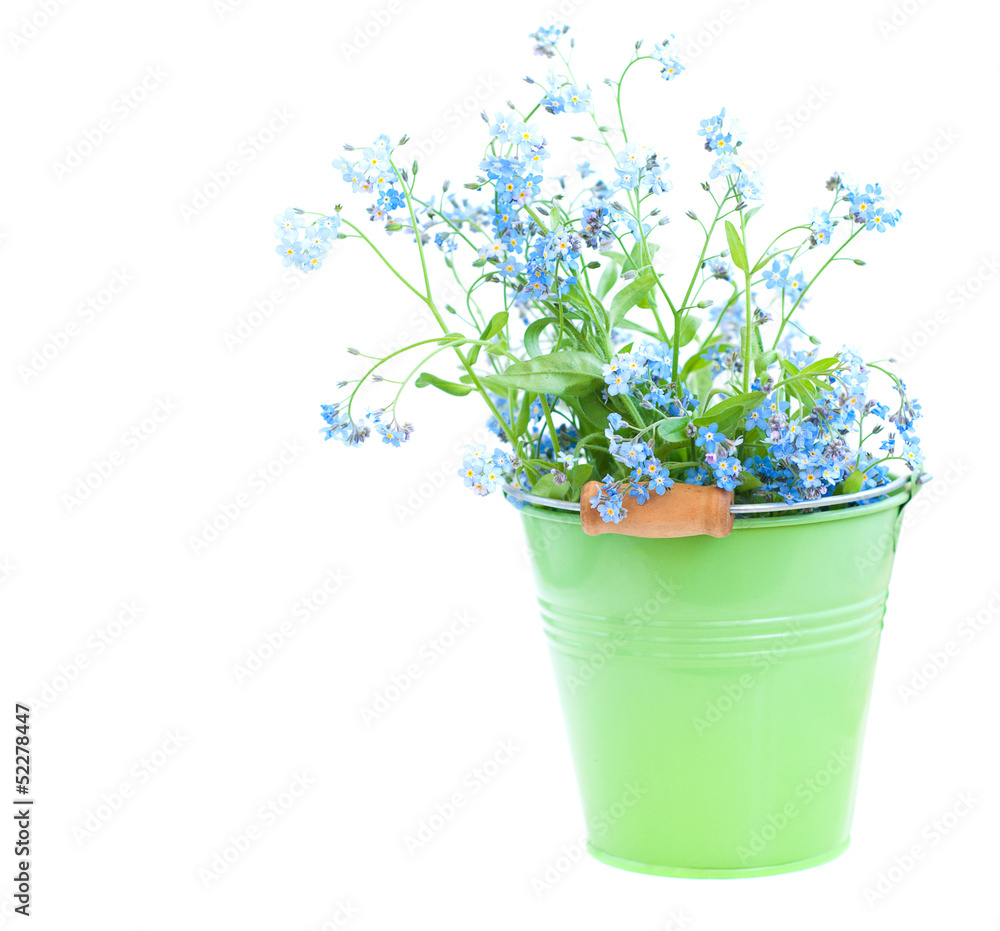 Bunch of forget-me-nots flowers