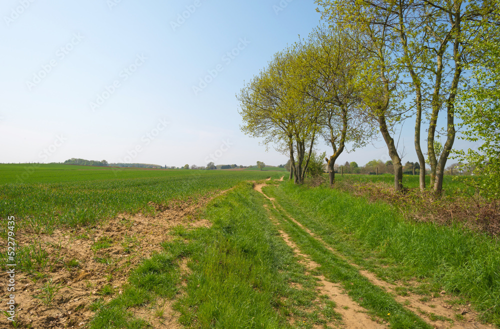 Tracks through a field in spring Tracks through a field in spring