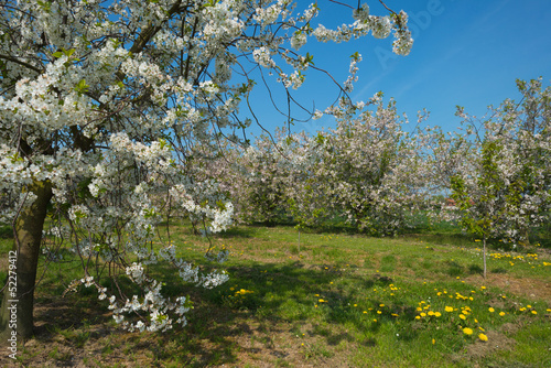Blossoming orchard in spring