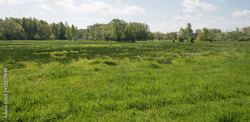 Sunlit meadow in spring