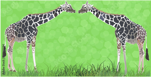 Photography two giraffes in green grass