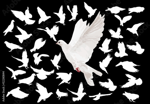large set of white pigeons