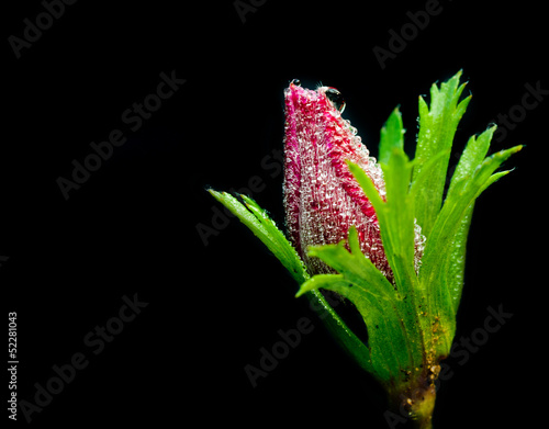 Anemone coronaria flower