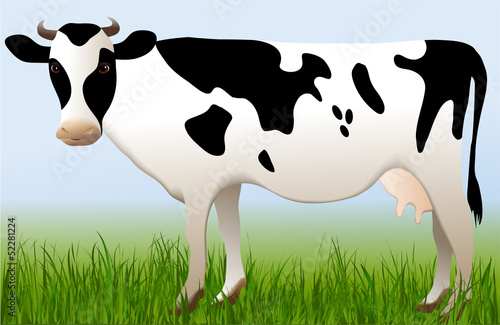 Cow