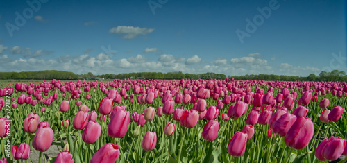 Fototapeta Naklejka Na Ścianę i Meble -  tulip field