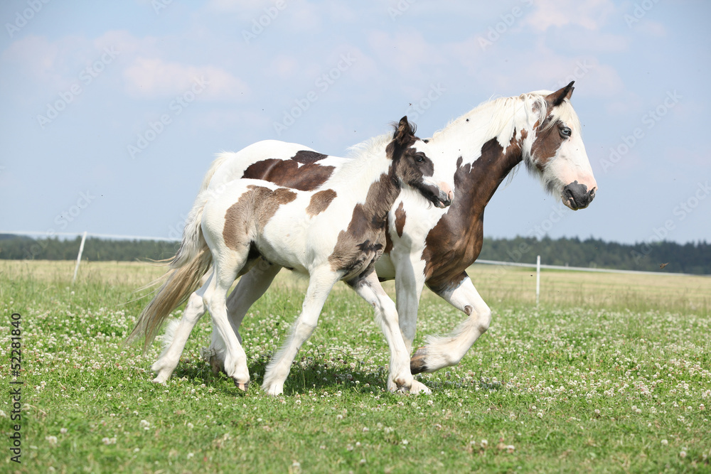Nice irish cob mare with foal on pasturage Nice irish cob mare with foal on pasturage