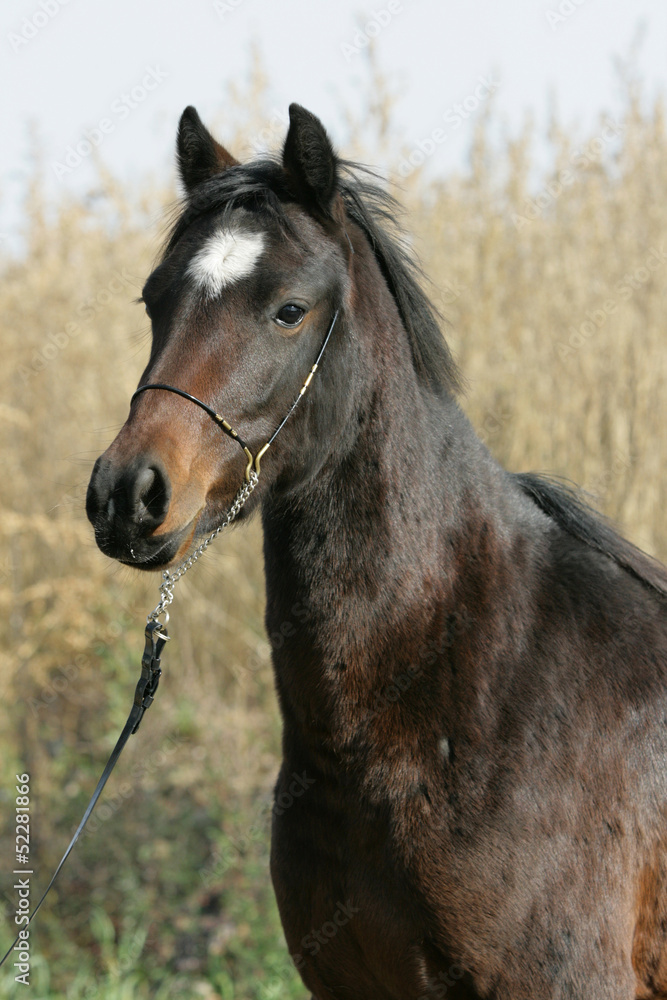 Portrait of welsh part-bred mare with halter Portrait of welsh part-bred mare with halter