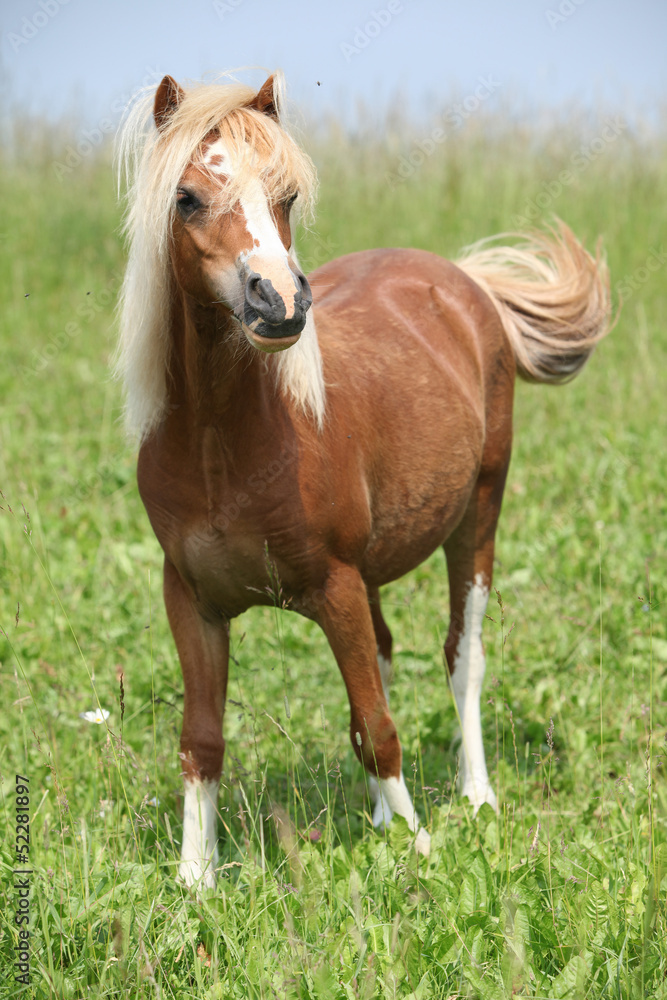 Obraz premium Nice welsh mountain pony standing on pasturage