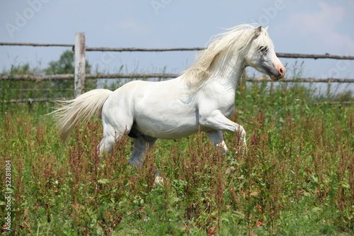 Fototapeta Naklejka Na Ścianę i Meble -  White welsh mountain pony stallion galloping