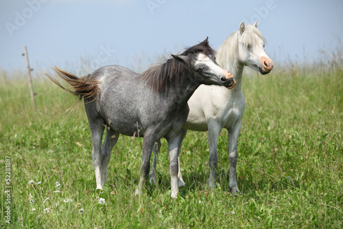 Two young ponnies standing on pasturage