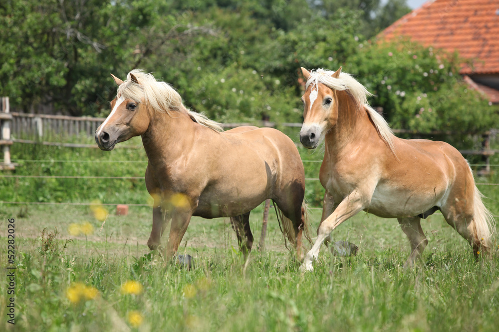Two haflingers running on pasturage Two haflingers running on pasturage