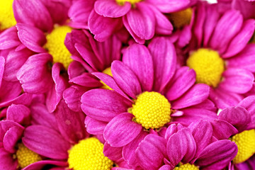 Fototapete Macro Dunkelrote Dahlie im Sommergarten  © BRIAN_KINNEY