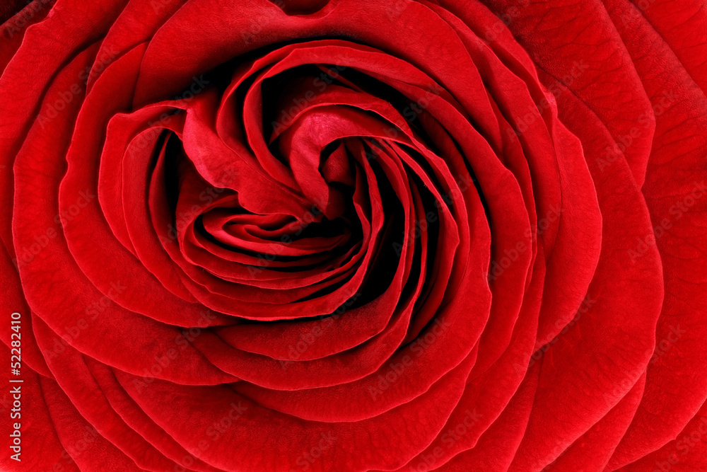 Foto auf Acrylglas mit Schöne rote Rosenblume. Nahaufnahme. #52282410