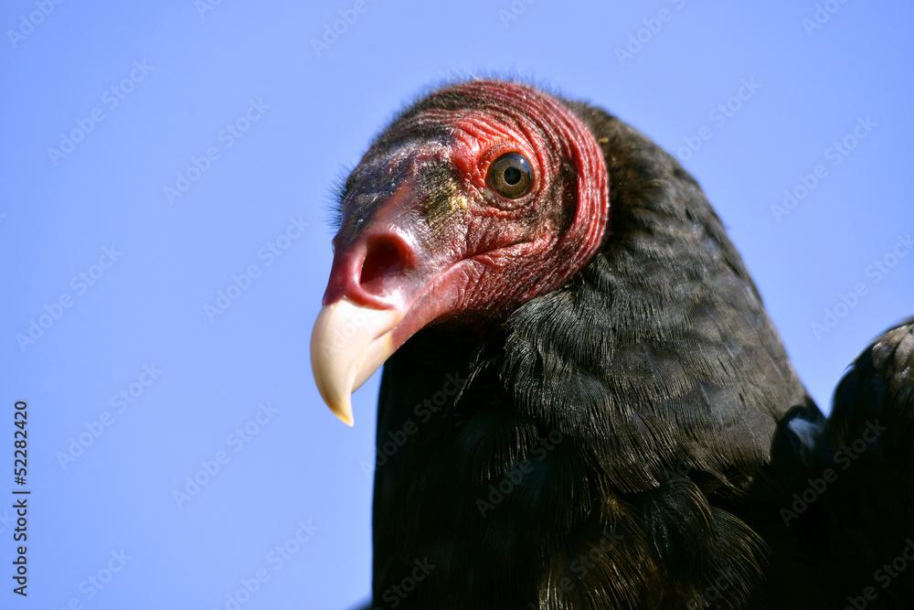 Portrait Turkey vulture (Cathartes aura) on blue sky background Portrait Turkey vulture (Cathartes aura) on blue sky background