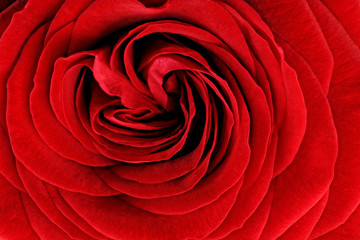 Fototapete Macro Leuchtend rote Rosenblüte aus Nahaufnahme  © BRIAN_KINNEY
