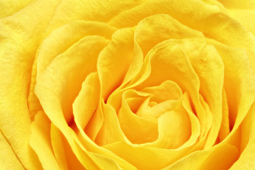 Fototapete Macro Gelbe Rosenblüte in voller Pracht  © BRIAN_KINNEY
