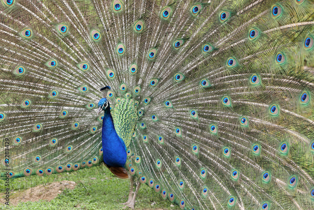 Naklejka premium Indian Peafowl, pavo cristatus