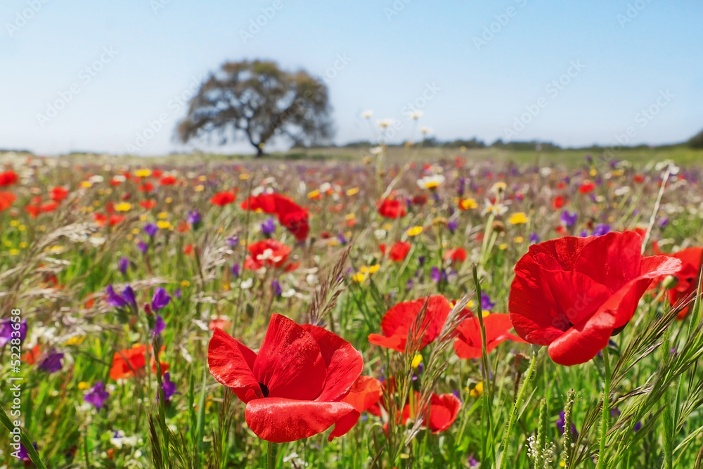 Spring field covered with poppies and colorful flowers.