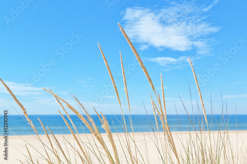 On the summer beach kind of grass on a background of sky and sea photo