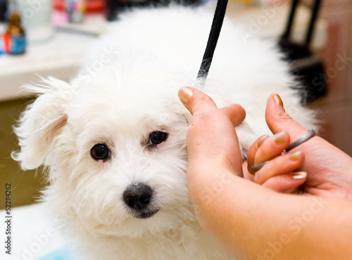 Grooming Maltese dog