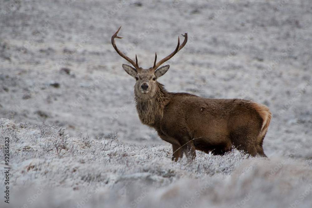 Fototapeta premium Red deer stag, Scotland 2013