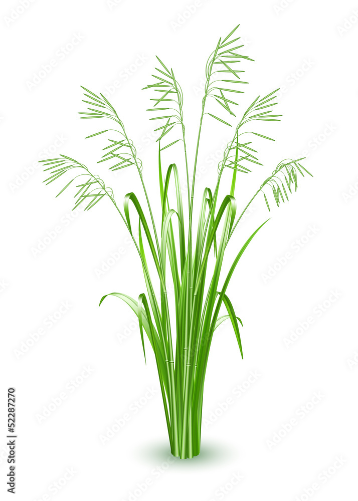 Green grass, vector